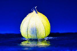 Physalis Früchten mit Lichtspot von Martin Köbsch