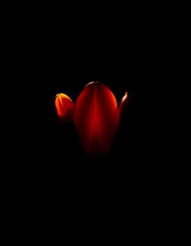 “Ember Tulip III”