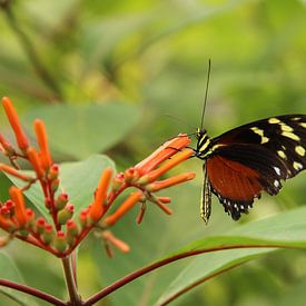 Prachtige vlinder van Anke Winters