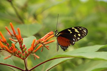 Prachtige vlinder van Anke Winters
