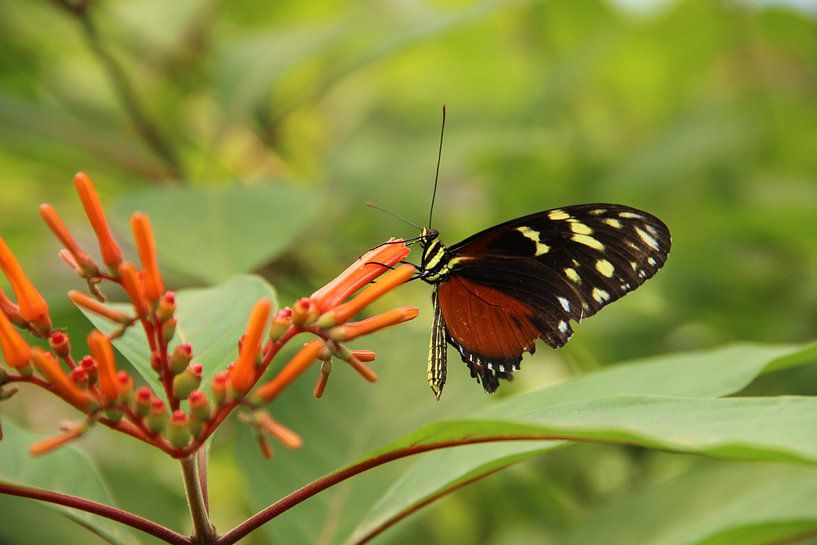 Beautiful butterfly by Anke Winters