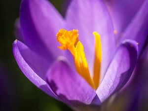 Lila Blume mit gelber Farbe