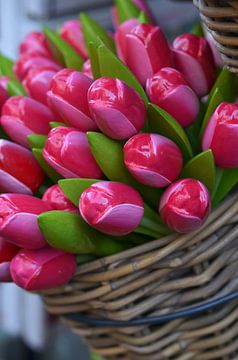 Tulpen van zwergl 0611