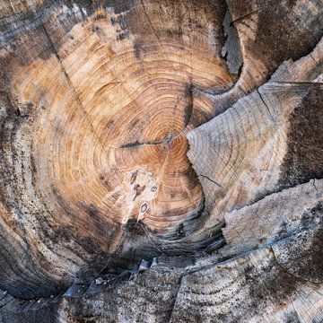 de jaarringen  van een gekapte boom… van Eugene Winthagen