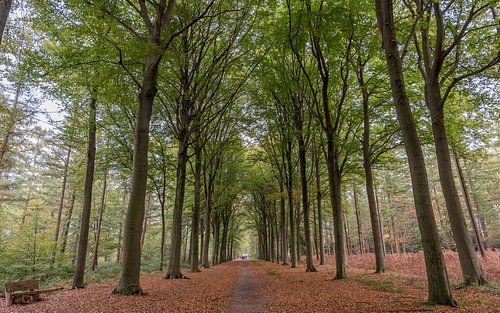 Beeltjensdreef Westerlo