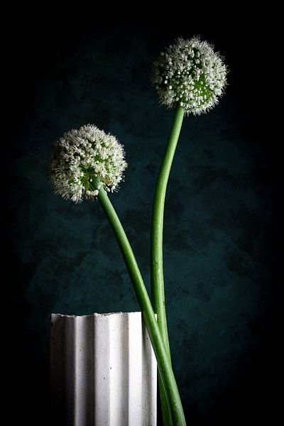 Bloem van rode ui van Clazien Boot
