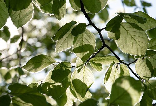 Blätter mit Sonnenscheindurchlässigkeit
