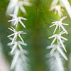Cactus en gros plan - Collection Désert sur Marianne Eggink - Photographie et l'art digitale