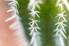 Kaktus in Nahaufnahme - Desert Collection von Marianne Eggink - Fotografie und digitale Kunst