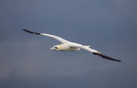 Vliegende volwassen Jan van Gent by Marcel Klootwijk