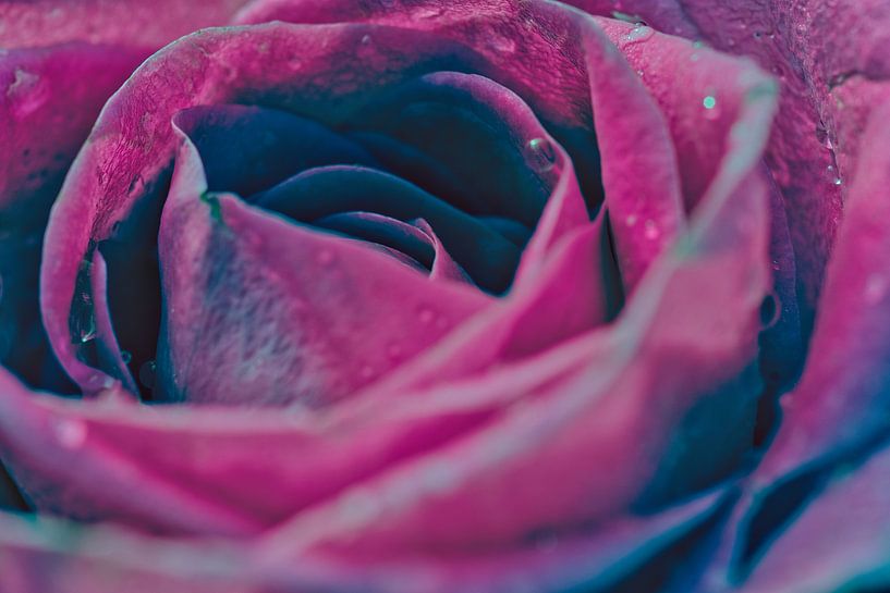Rose et bleu, l'amour pour tous par Jolanda de Jong-Jansen