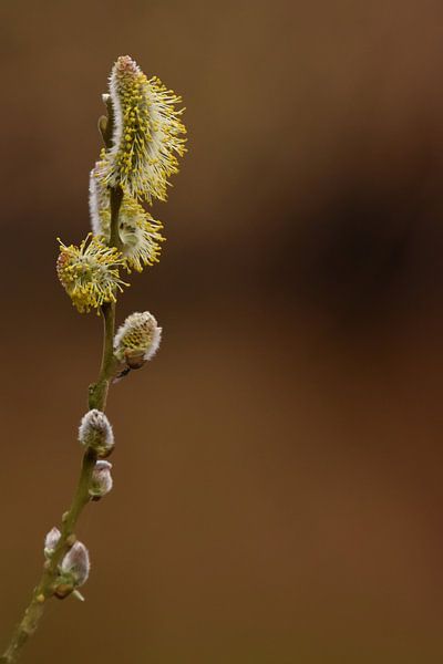 Wilgenkatjes von Sascha van Dam