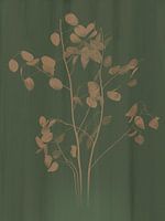 Botanischer Druck Silberblatt, grün