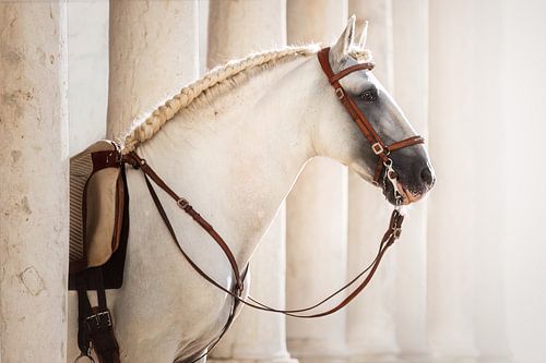 Lusitano hengst met traditioneel hoofdstel | paarden portret | paardenfotografie