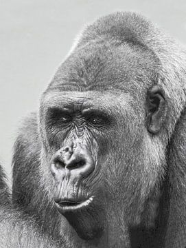 Gorilla : Diergaarde Blijdorp van Loek Lobel