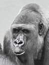 Gorilla : Diergaarde Blijdorp van Loek Lobel thumbnail
