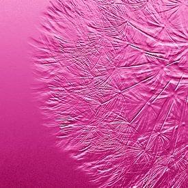 pink print dandelion by Lizette de Jonge