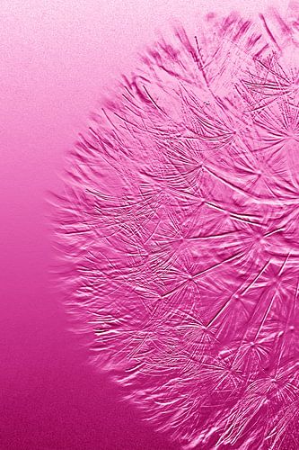 roze afdruk paardenbloem