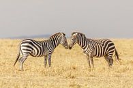 Zebra's in de Masai Mara savanne Kenia van Eveline Dekkers thumbnail