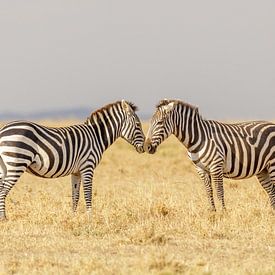 Zebras in the Masai Mara savanna Kenya by Eveline Dekkers