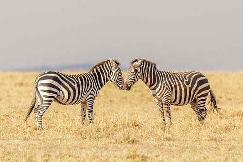 Zebra's in de Masai Mara savanne Kenia van Eveline Dekkers