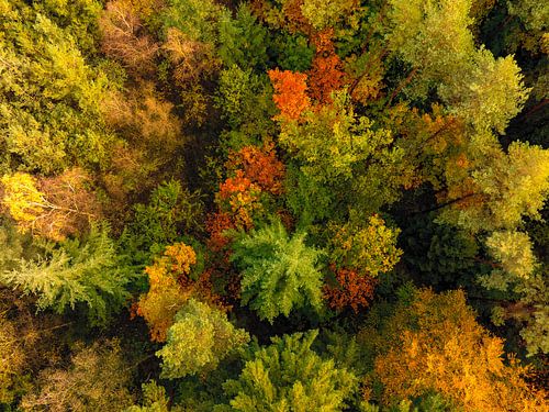 Herfstbos met kleurrijke bladeren van bovenaf gezien