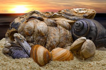 Remains of the Sea by Lex van Doorn