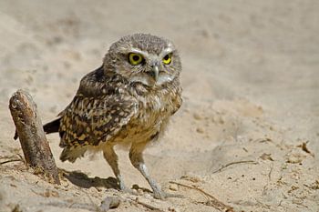 Holenuil in het zand