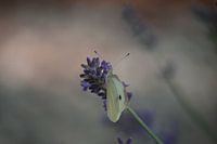 Schmetterling in Lavendel