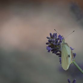 Butterfly in lavender by Margreet Boersma