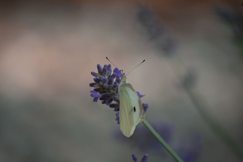 Butterfly in lavender by Margreet Boersma