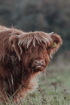 Schotse Hooglanders in de Nederlandse Duinen van Anne Zwagers