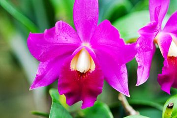 Tropische orchidee 'Arundina' van Ivonne Fuhren- van de Kerkhof