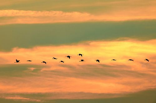 Kraanvogels vliegen in de lucht tijdens de zonsondergang