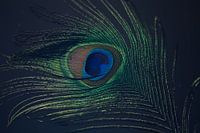 Oeil de paon, Botanical Brilliance