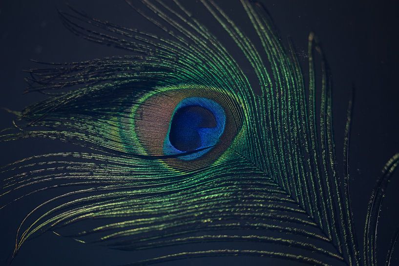 Peacock eye, Botanical Brilliance by Esther Maria