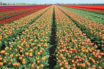 Tulpenveld van Bob Bleeker