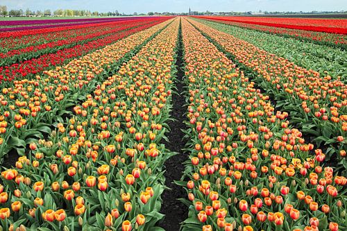 Tulpenveld