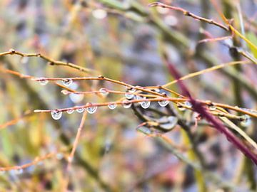 Dewdrop on a branch by Elise K. Tuni