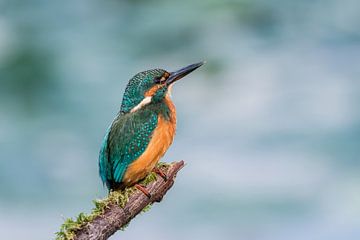 IJsvogel van Adriaan Westra