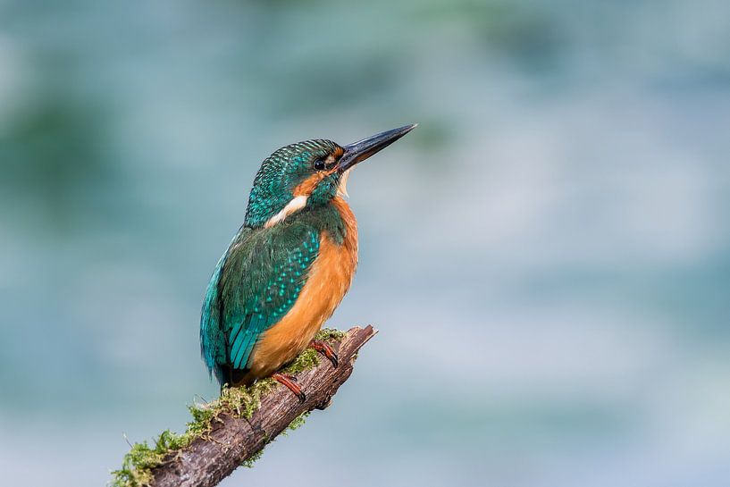 Martin-pêcheur par Adriaan Westra