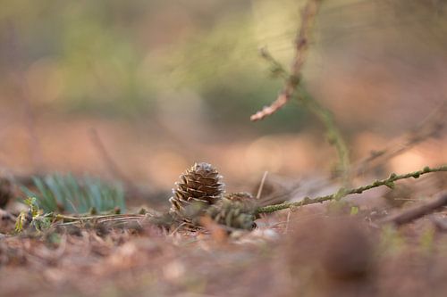 Lariksappel in ochtendlicht.