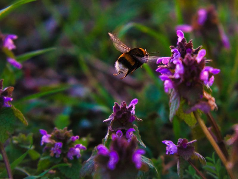 Hommel vliegt op een bloem om nectar te verzamelen van Martin Köbsch