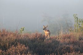 Baby-Hirsch von Natascha Koevoets