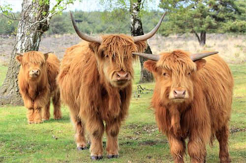 Scottish highlander trio