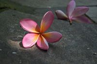 Plumeria flowers on stone tiles