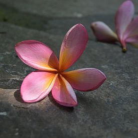 Plumeria-Blüten auf Steinfliesen von Minimalistic Travel Photography by.Rieneke