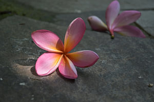 Plumeria-Blüten auf Steinfliesen