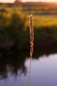 Wheat in Golden Sunlight - 2013 van Timmy Bouwmann