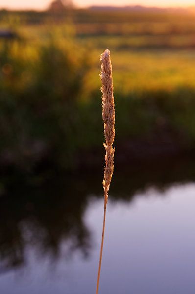 Wheat in Golden Sunlight - 2013 von Timmy Bouwmann